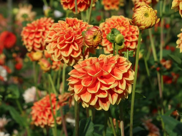 Panneaux solaires à Carcassonne : un investissement durable et local